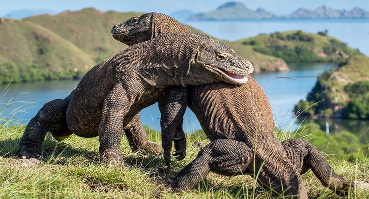 Hanya 3.300 Ekor di Dunia, Komodo Butuh Perlindungan Lebih