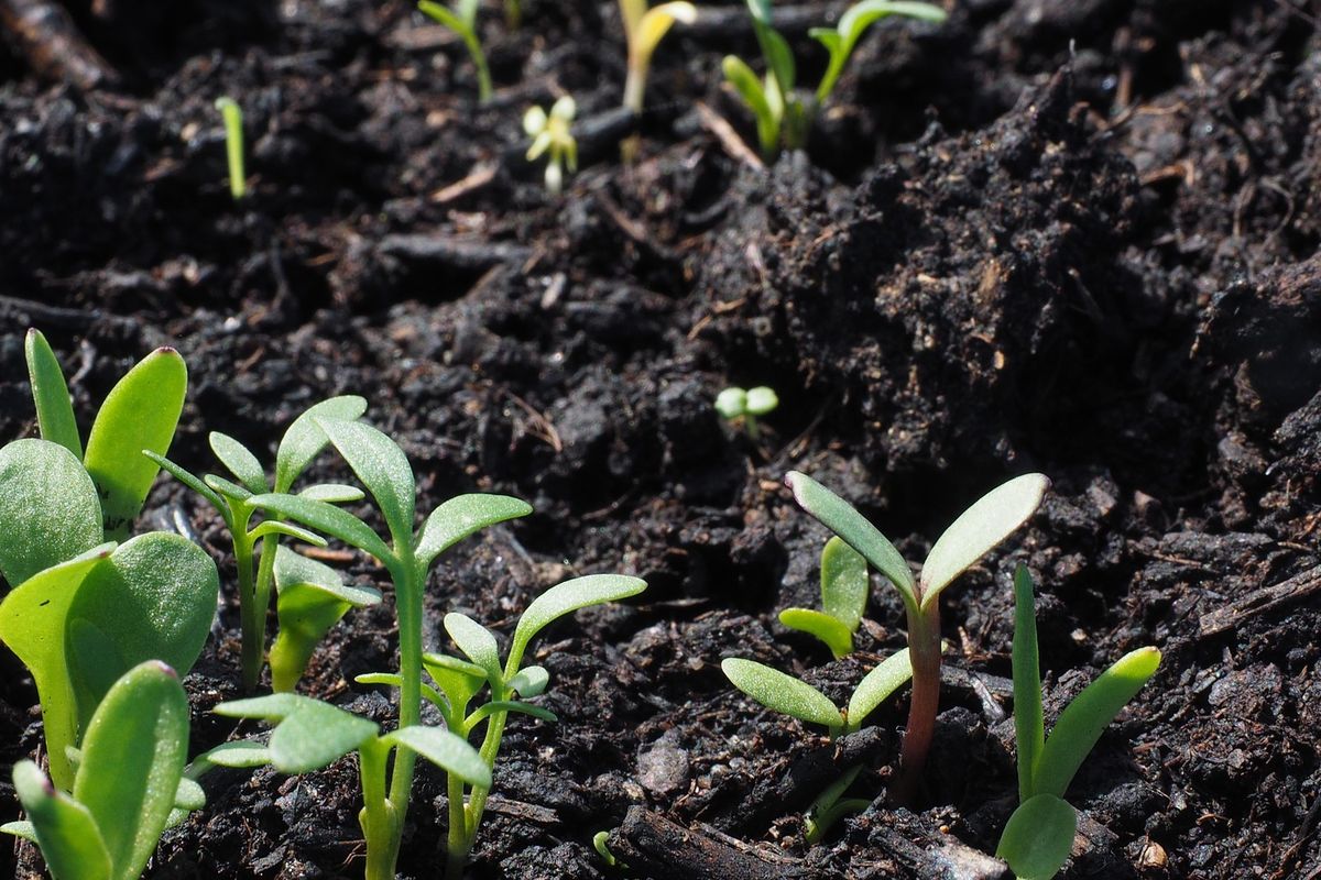 Ilustrasi bibit tanaman. 