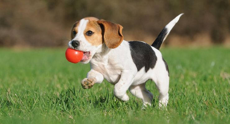 Anjing Bisa “Mengerti” Cara Kerja Mainan, Mirip Bayi Manusia