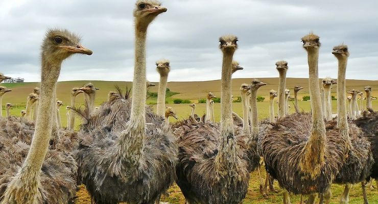 Burung Unta Tak Bisa Terbang, Bagaimana Leluhurnya Menyeberangi Laut?