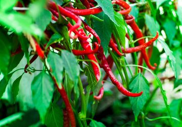 Jangan Tanam Cabai di Dekat 7 Tanaman Ini