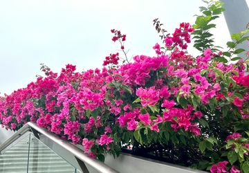 Tanaman Bugenvil Sulit Berbunga? Ini 3 Penyebabnya