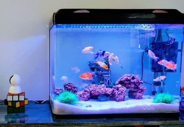 Lokasi Tepat Meletakkan Akuarium Menurut Feng Shui agar Bawa Hoki