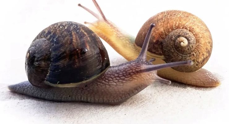 Ned, Siput Kidal dari Selandia Baru yang Sedang Mencari Jodoh