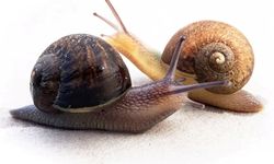 Ned, Siput Kidal dari Selandia Baru yang Sedang Mencari Jodoh