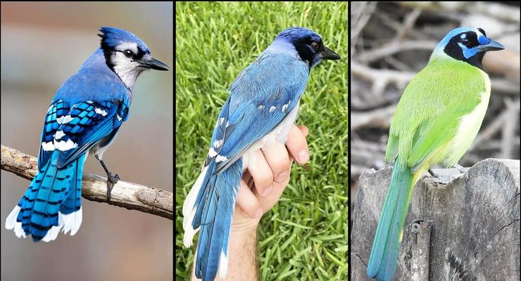 Burung Hibrida Muncul di Texas, Dampak Perubahan Iklim