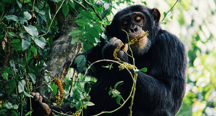 Perilaku Baru Simpanse: Mengungkap Jejak Virus dari Kotoran Kelelawar 